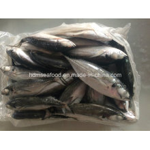 25cm+ Hardtail Scad Fish for Sale